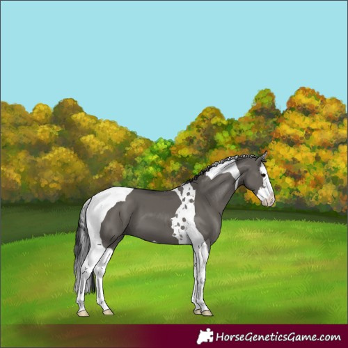 Horse Color:Grullo Splash Tobiano 