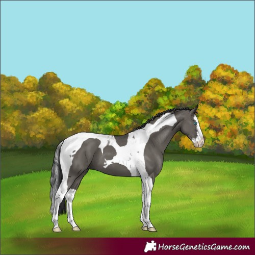 Horse Color:Grullo Splash Tobiano 