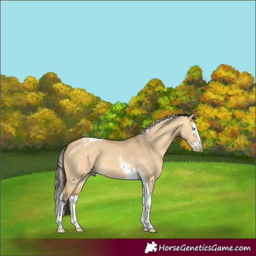 Horse Color:Buckskin Dun Splash Tobiano 