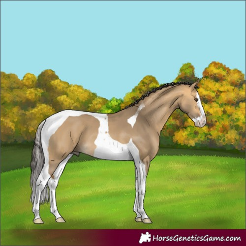 Horse Color:Buckskin Dun Splash Tobiano 