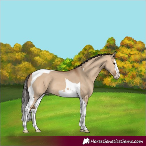 Horse Color:Bay Dun Splash Tobiano 