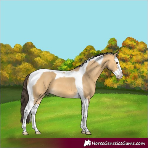 Horse Color:Buckskin Dun Splash Tobiano