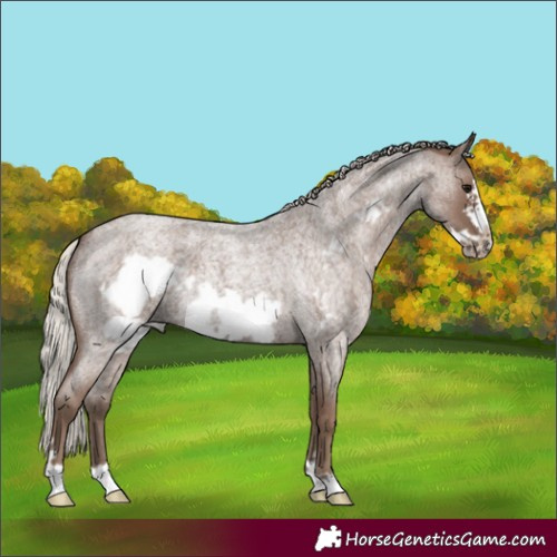 Horse Color:Silver Blue Roan Frame 