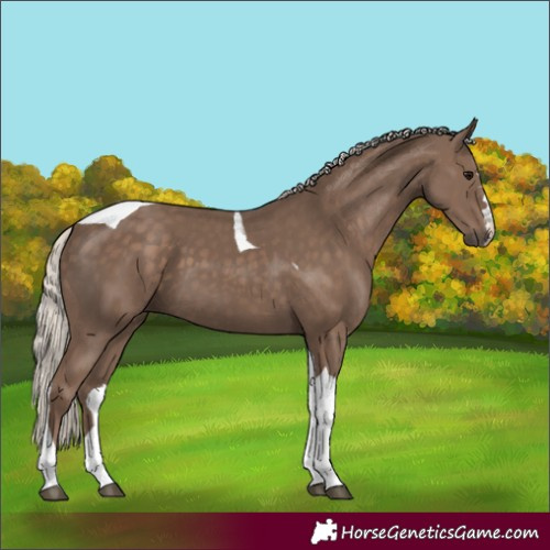 Horse Color:Silver Black Tobiano 