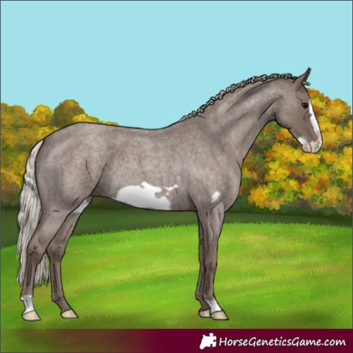 Horse Color:Silver Blue Roan Frame 