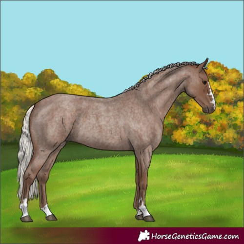 Horse Color:Silver Blue Roan 