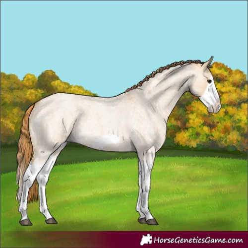 Horse Color:Red Dun Roan Splash Frame Rabicano