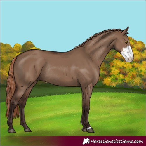 Horse Color:Liver Red Dun Sabino Rabicano 