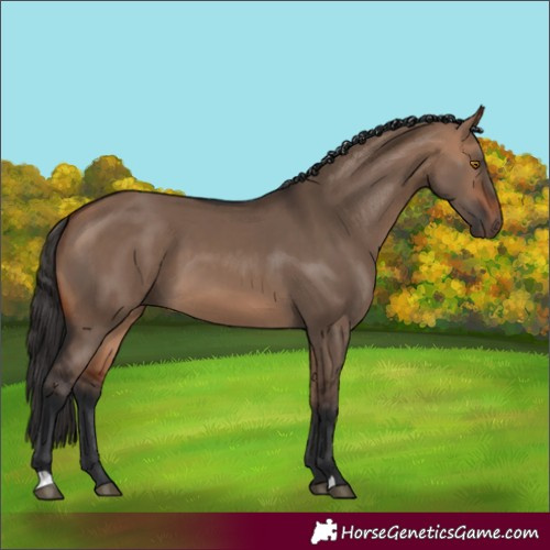 Horse Color:Bay Dun
