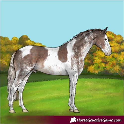 Horse Color:White Spotted Liver Chestnut Splash Tobiano 