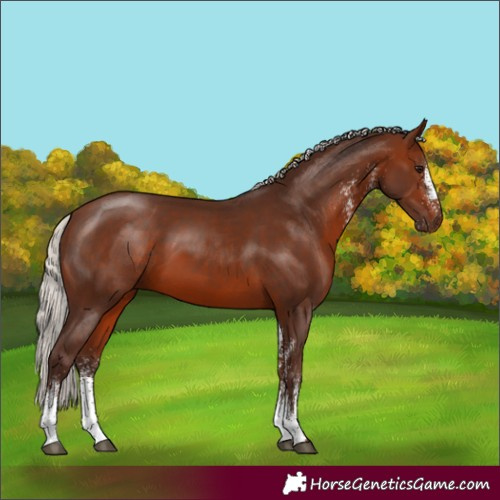 Horse Color:White Spotted Silver Bay
