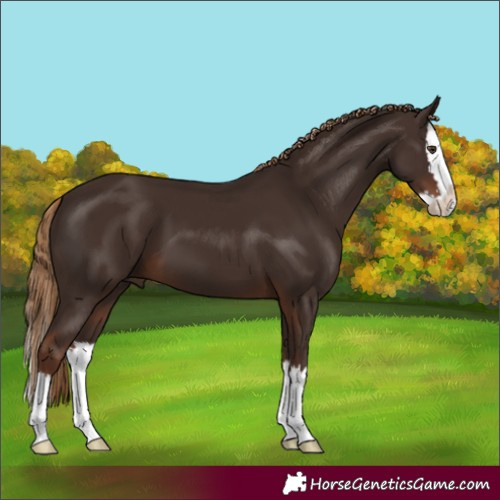 Horse Color:Liver Chestnut Splash