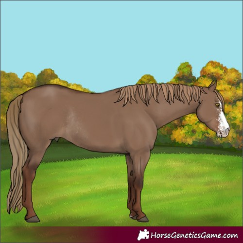 Horse Color:Liver Red Dun Sabino Rabicano