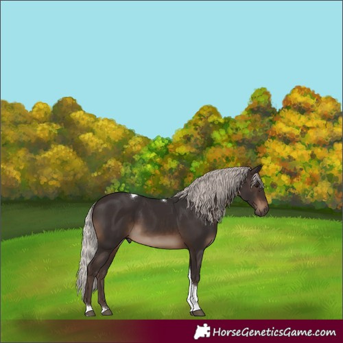 Horse Color:White Spotted Silver Brown Tobiano