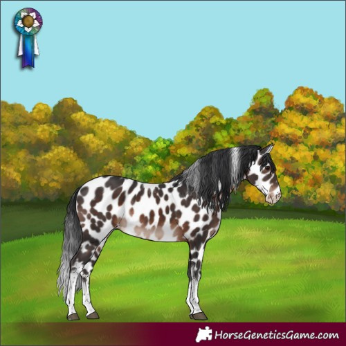 Horse Color:White Spotted Brown Mushroom Tobiano Appaloosa