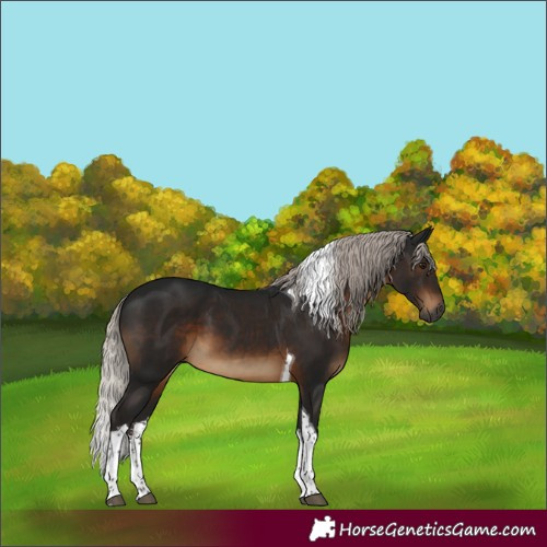 Horse Color:Gray White Spotted Silver Brown Tobiano 