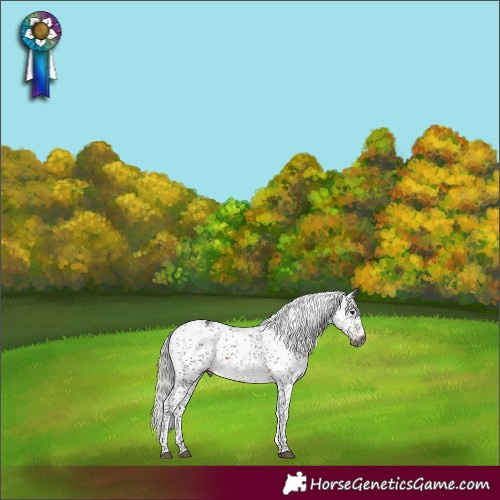 Horse Color:Gray White Spotted Silver Brown Sabino