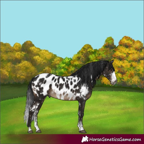 Horse Color:Gray White Spotted Brown Sabino Appaloosa 