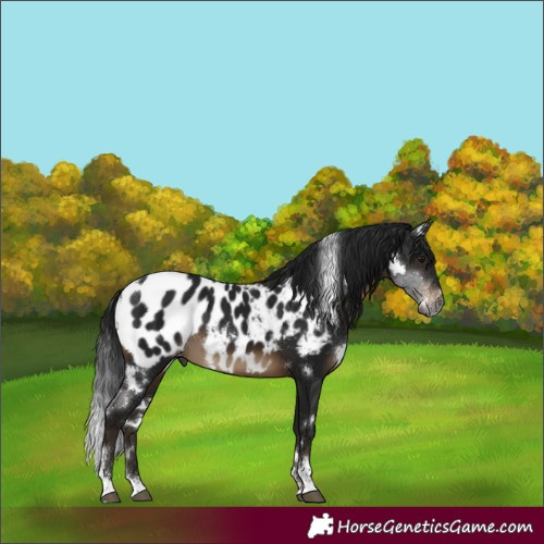 Horse Color:Gray White Spotted Brown Sabino Appaloosa