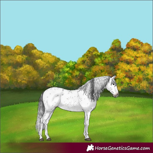 Horse Color:Gray White Spotted Brown Sabino 