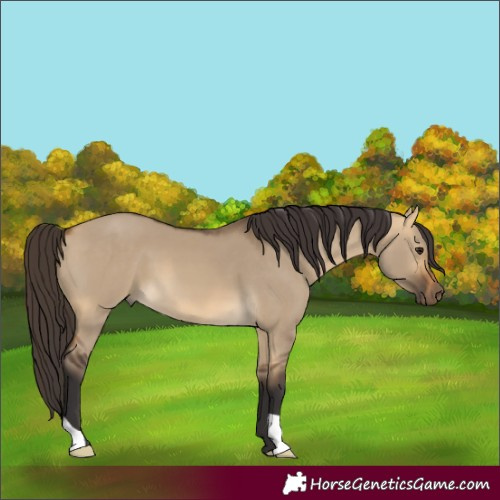 Horse Color:Buckskin Dun