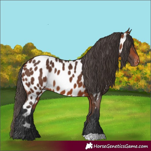 Horse Color:Bay Near Leopard 