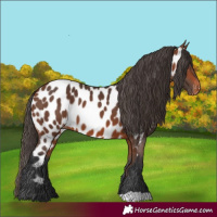 Horse Color:Bay Near Leopard