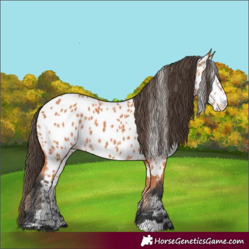 Horse Color:Bay Near Leopard 