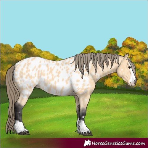 Horse Color:Buckskin Appaloosa 