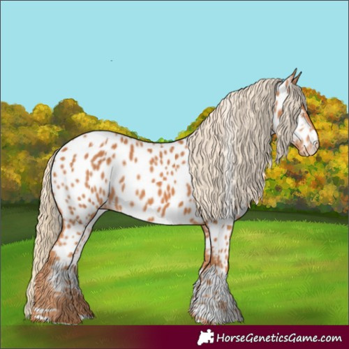 Horse Color:Chestnut Appaloosa