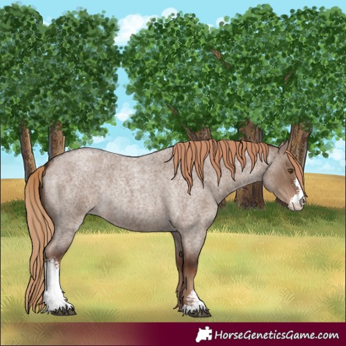 Horse Color:Liver Red Dun Roan Sabino Rabicano