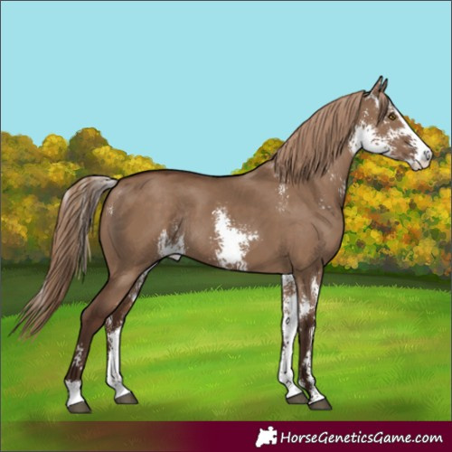 Horse Color:Liver Red Dun Sabino Rabicano