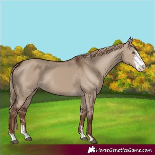 Horse Color:Unknown 