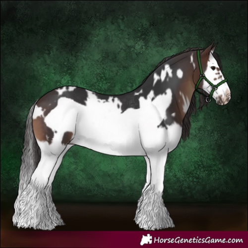 Horse Color:White Spotted Brown Splash Frame Rabicano