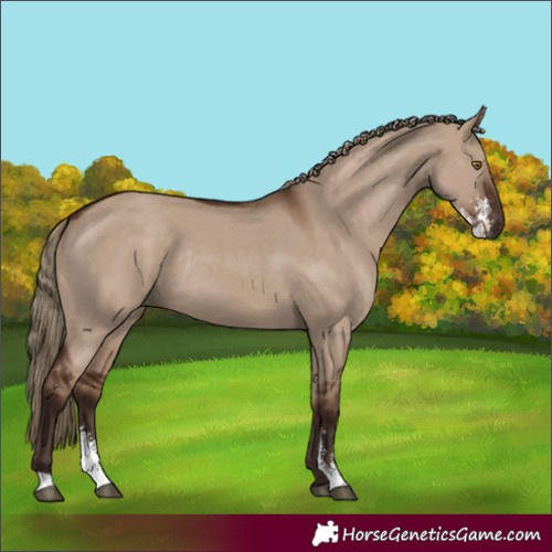 Horse Color:Liver Red Dun Sabino Rabicano 