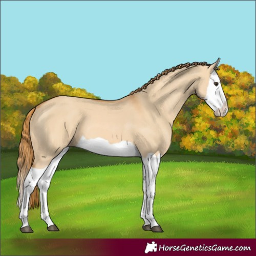 Horse Color:Red Dun Splash