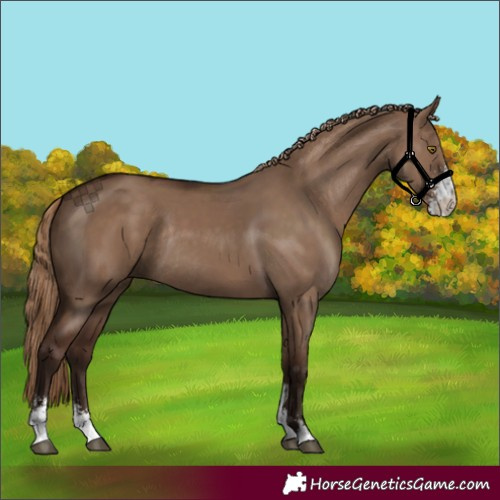 Horse Color:Liver Red Dun Sabino Rabicano 