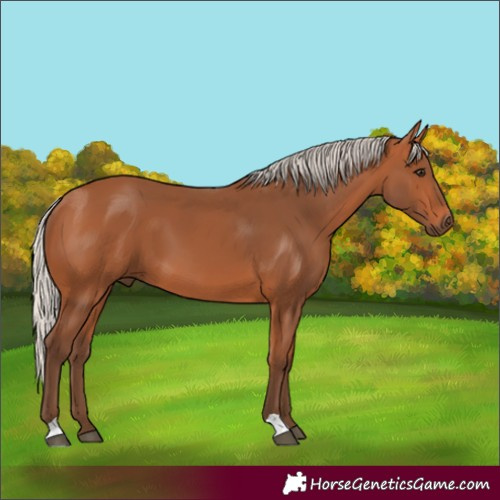 Horse Color:Silver Bay 