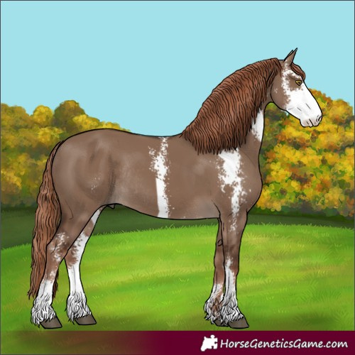 Horse Color:Liver Red Dun Sabino Rabicano