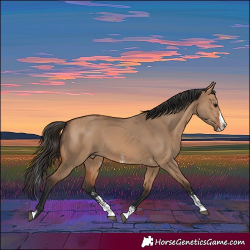 Horse Color:Bay Dun Sabino Splash 