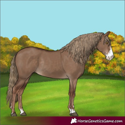 Horse Color:Liver Red Dun Sabino Rabicano