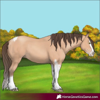 Horse Color:Amber Champagne Splash Tobiano 