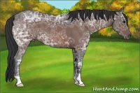 Horse Color:Bay Ice Roan 