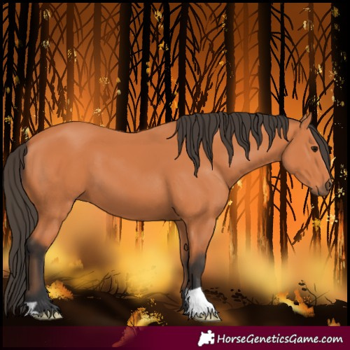 Horse Color:Bay 