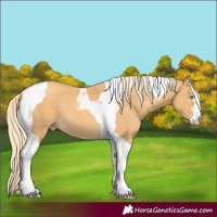 Horse Color:Gold Cream Champagne Tobiano