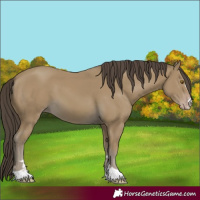 Horse Color:Classic Cream Champagne