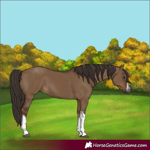 Horse Color:Gray White Spotted Liver Red Dun 
