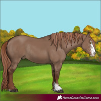 Horse Color:Liver Red Dun Sabino Rabicano