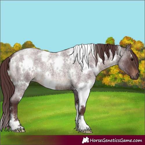 Horse Color:White Spotted Chocolate Brown Roan 