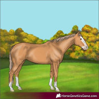 Horse Color:Chestnut Splash Frame